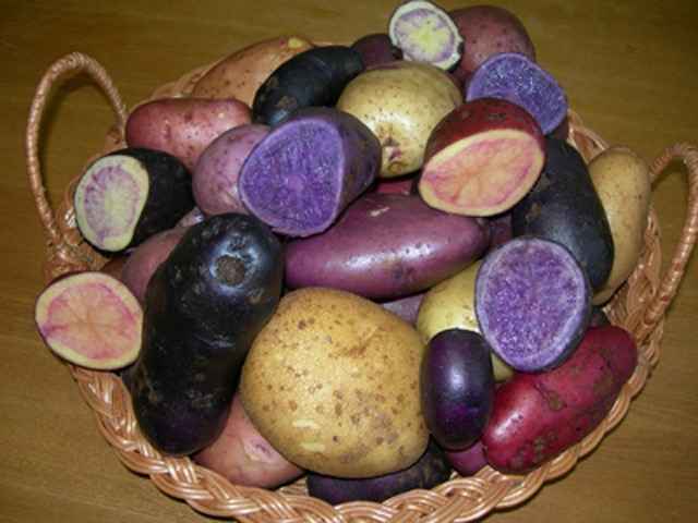 Все краски картошки