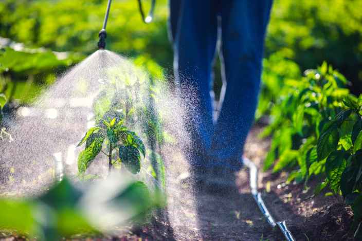 Как безопасно и экологично защитить сад и огород от болезней и вредителей
