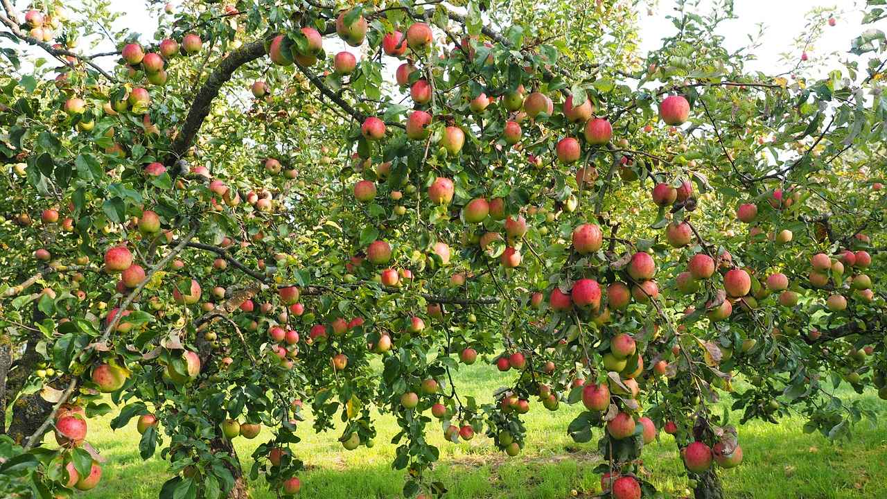 Как вылечить болезни яблонь и груш