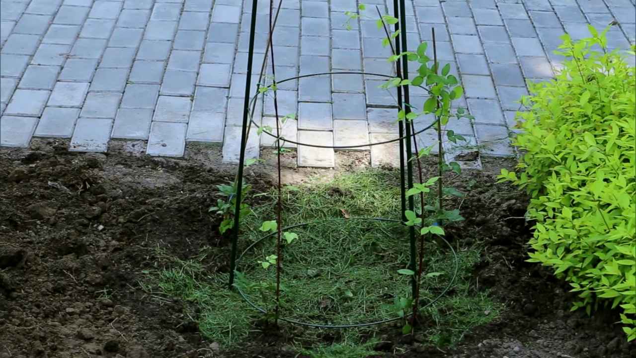 Как посадить клематис