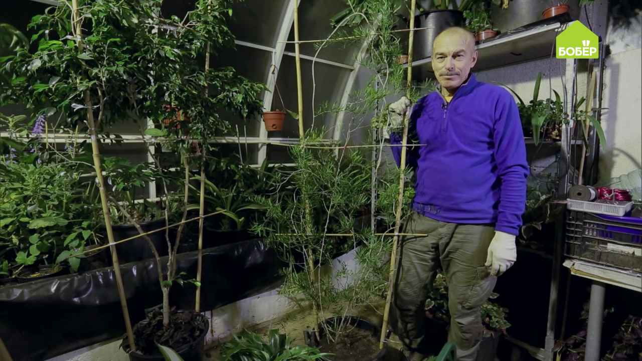 Как сделать опору для растения