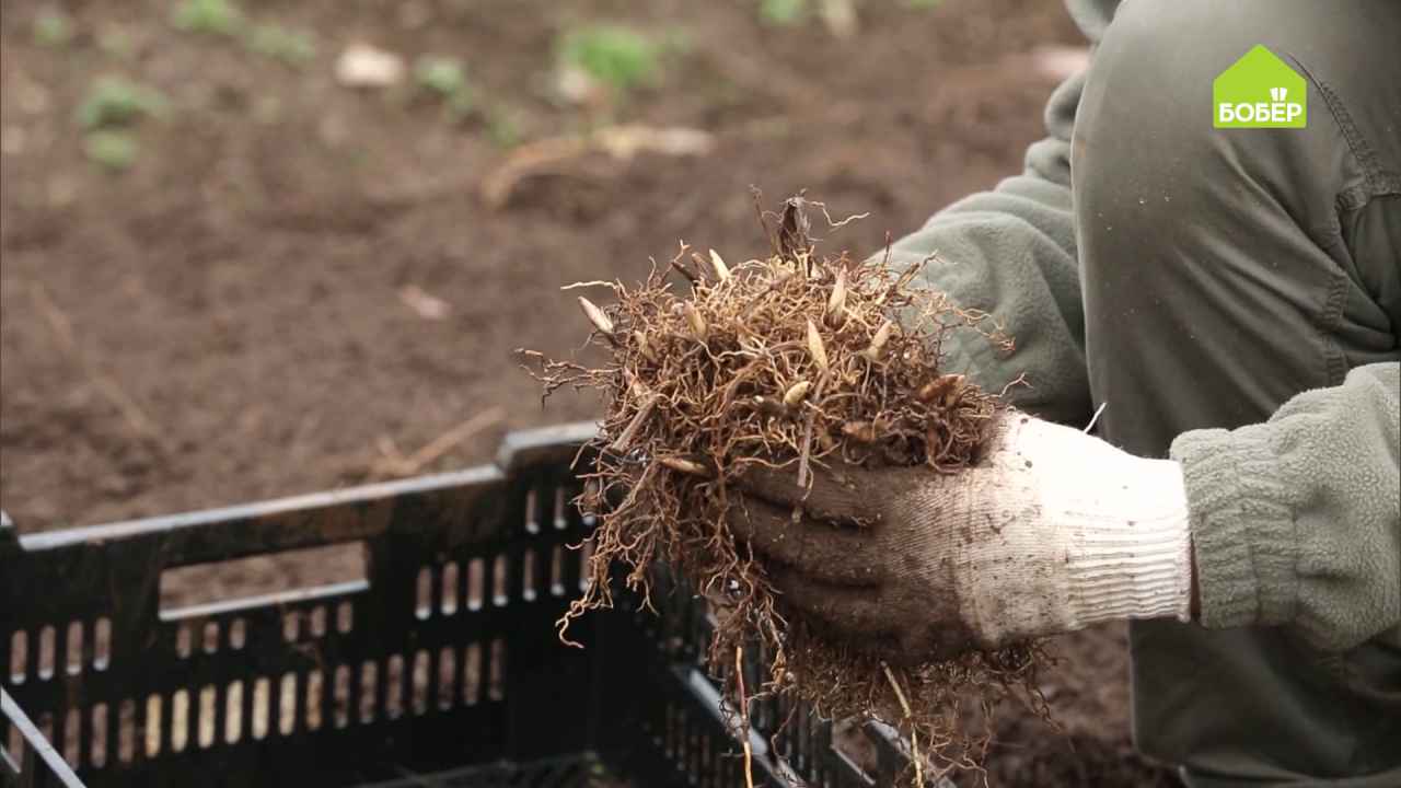 Как пересадить и выгнать садовые ландыши