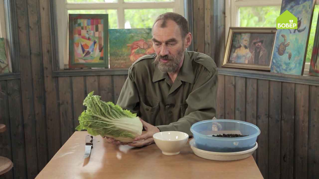Как вырастить пекинскую капусту из кочерыжки