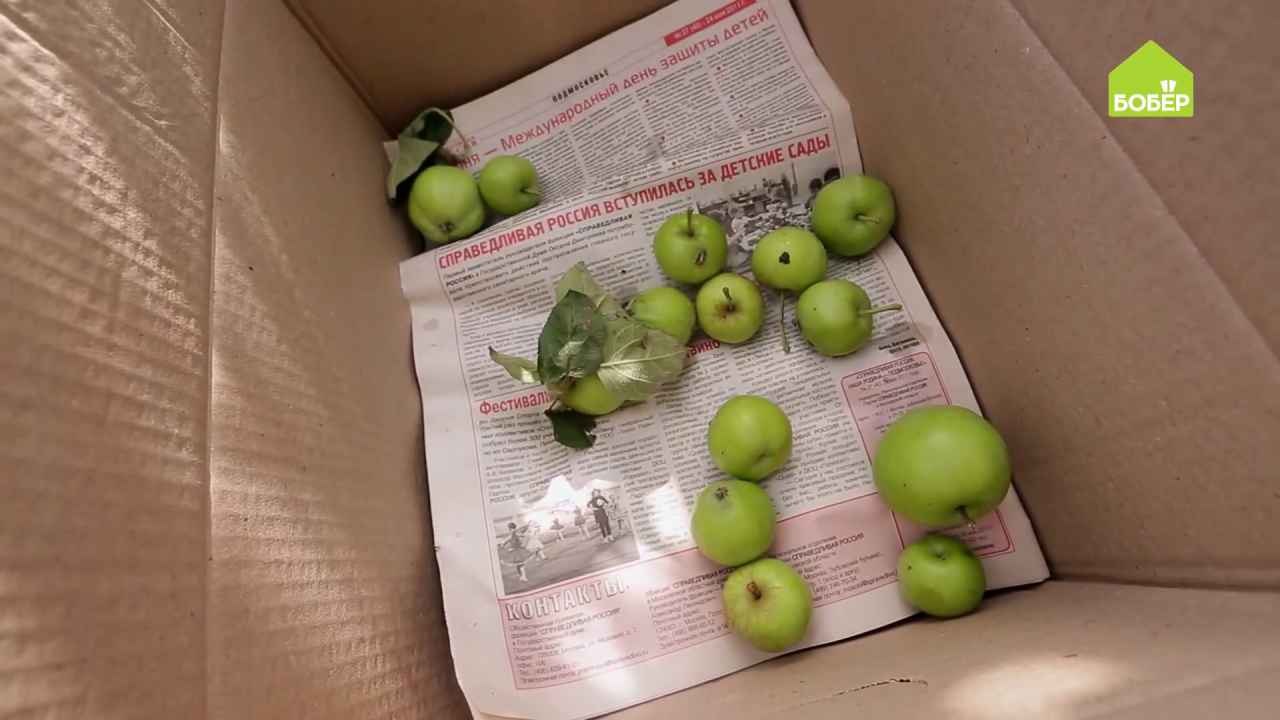 Как сделать термокороб для хранения зимних сортов яблок
