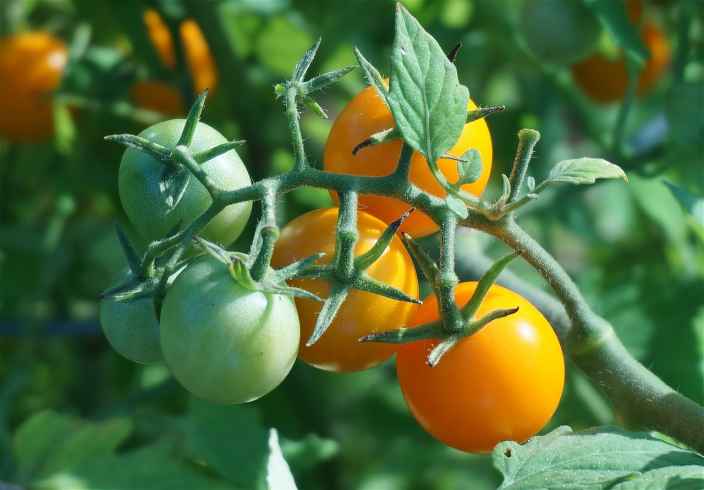 Об особенностях ухода за томатами черри