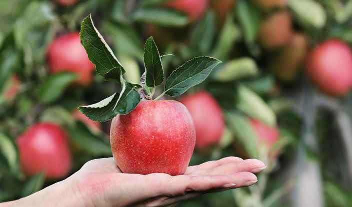 Что делать, если яблоня не плодоносит