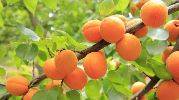 Выбираем сорт абрикоса для выращивания в средней полосе России
