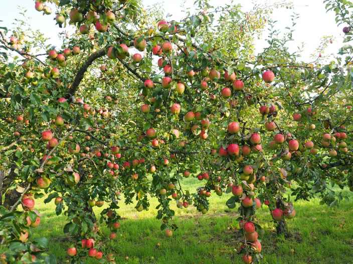 Как вылечить болезни яблонь и груш