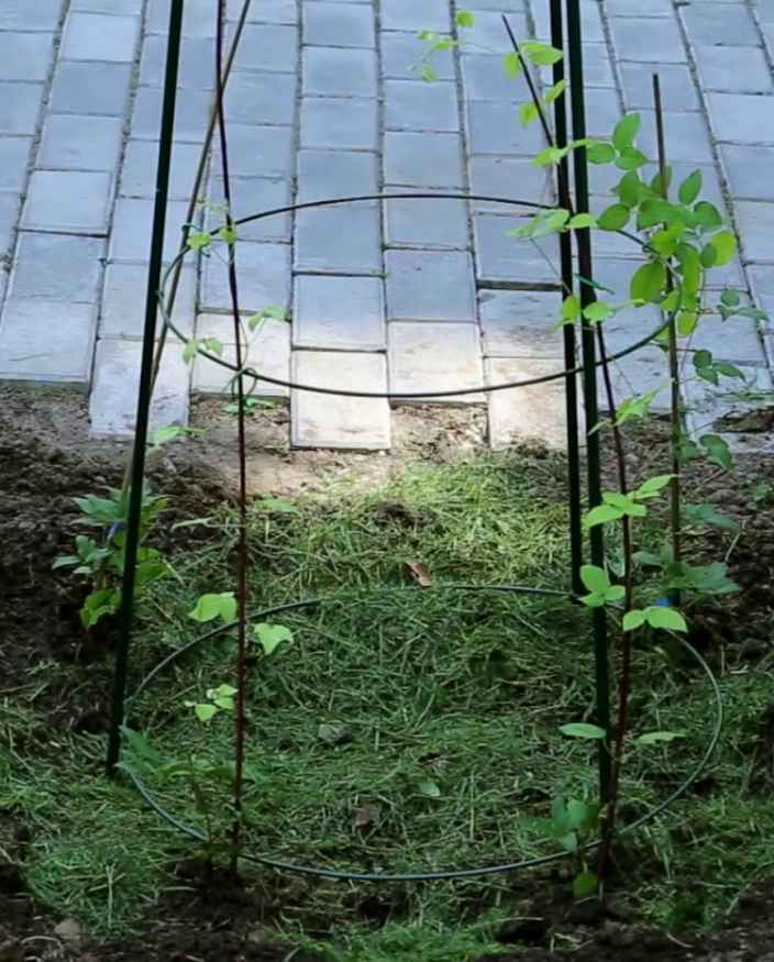 Как посадить клематис