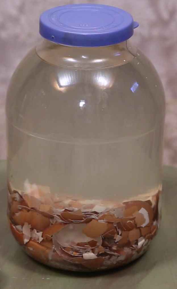 Настой из яичной скорлупы. Яичная скорлупа в банке. Настой из яичной скорлупы. Яичная скорлупа в банке.