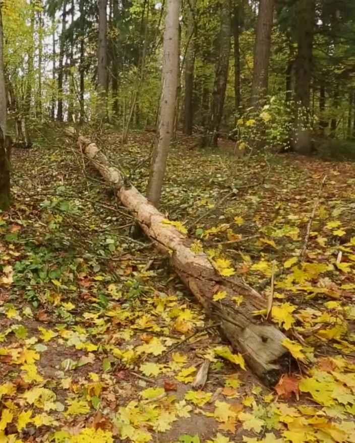 Как повалить дерево при помощи лебёдки