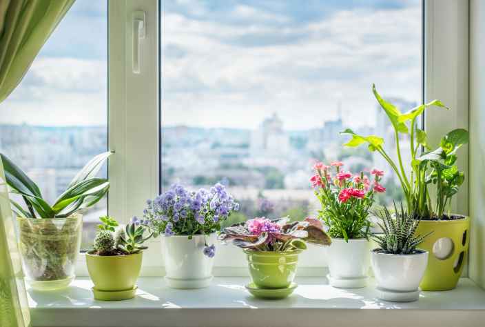 Как выбрать цветочные горшки для комнатных растений