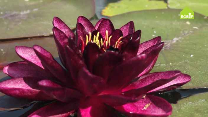 Как правильно размножать водяные лилии