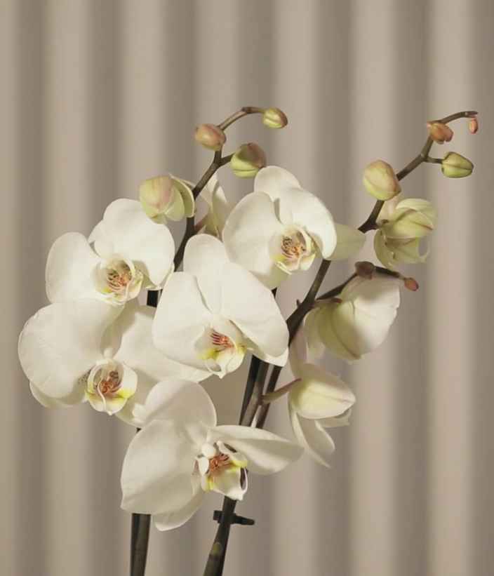 Орхидея: как правильно выбрать, ухаживать и пересадить