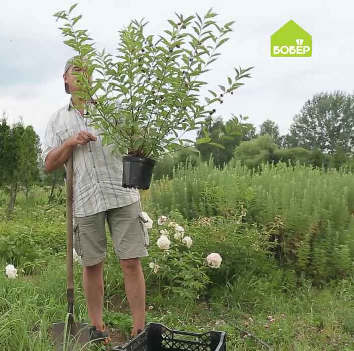 Сажаем растения с закрытой корневой системой