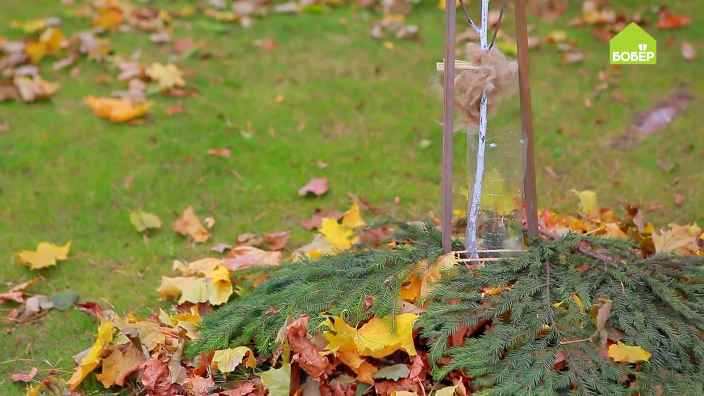 Подготавливаем молодые деревья к зиме: чехол из пластиковой бутылки