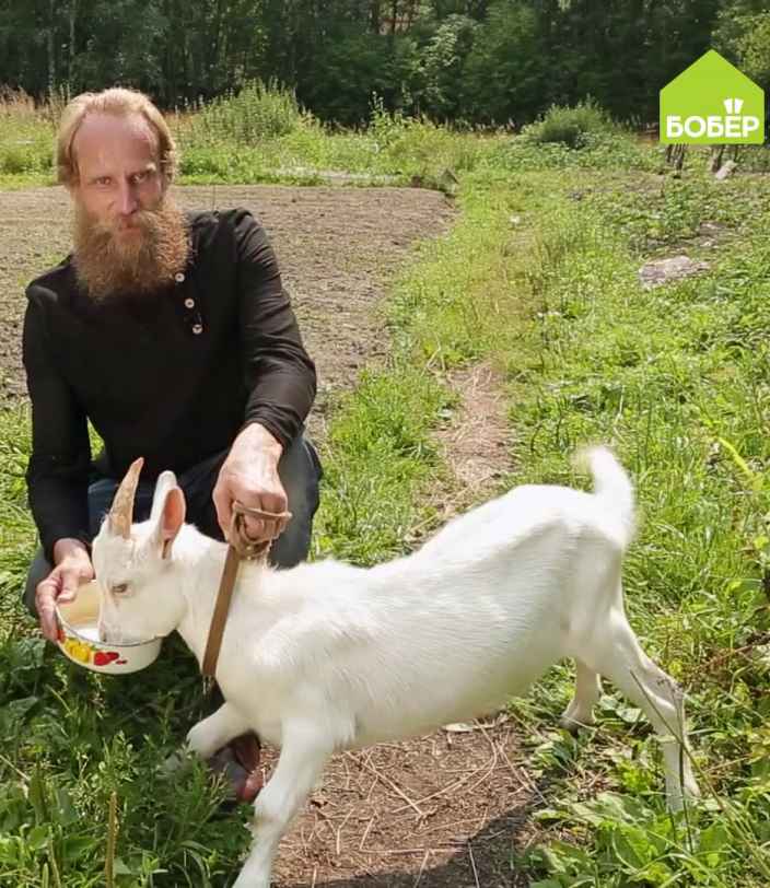 Приучаем козлёнка к миске