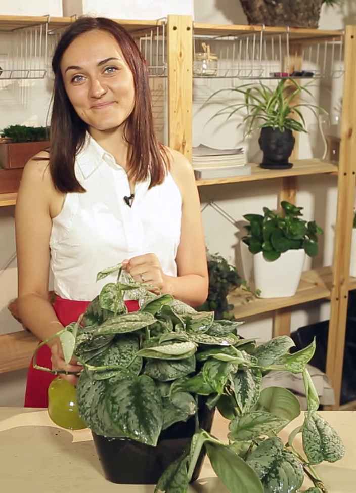 Сциндапсус: как правильно ухаживать и пересадить
