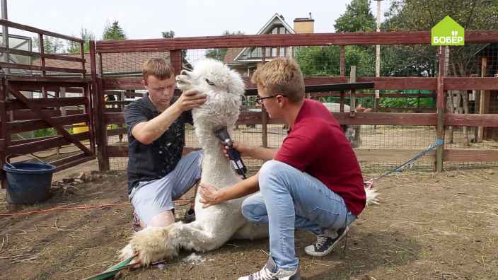 Как подстричь альпака