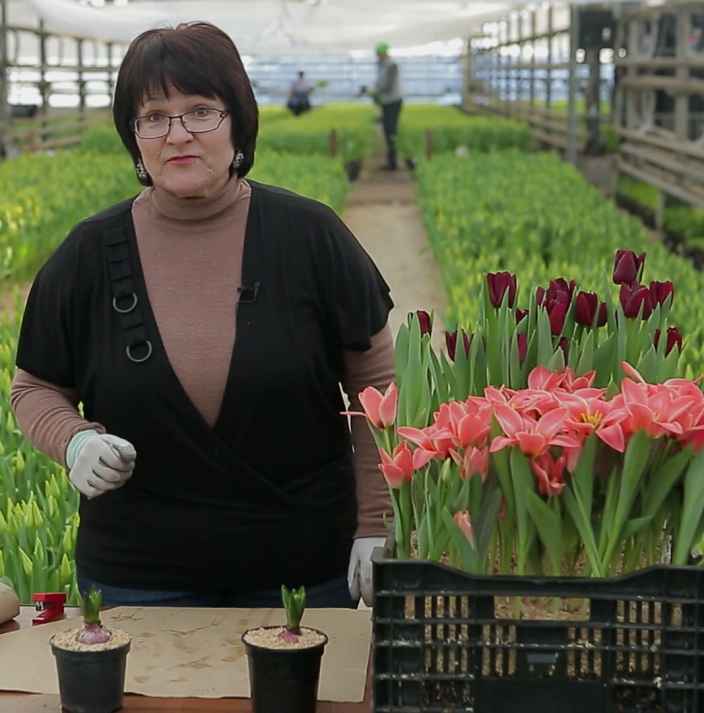 Выгонка гиацинтов: как получить длинный цветонос и красивое соцветие