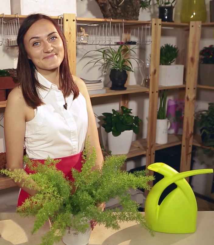 Аспарагус: как правильно ухаживать и пересадить