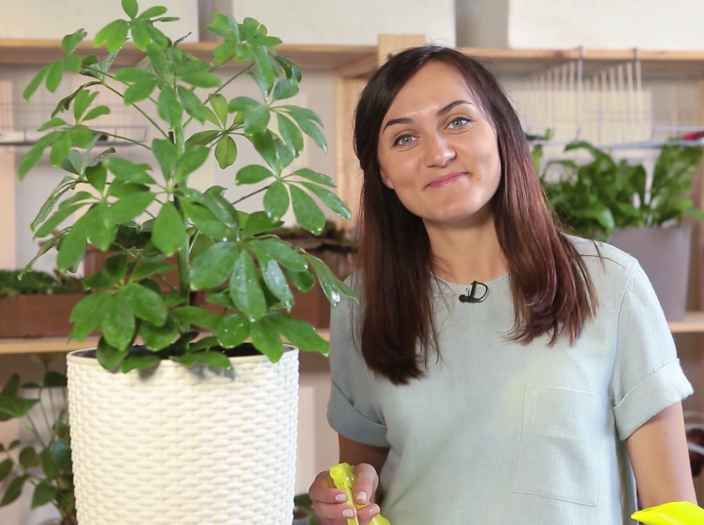 Шеффлера: как правильно ухаживать и пересадить