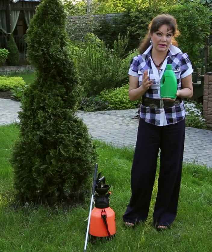 Как ухаживать за туей