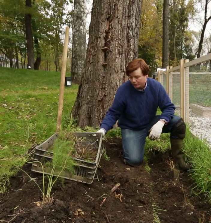 Как правильно посадить спаржу