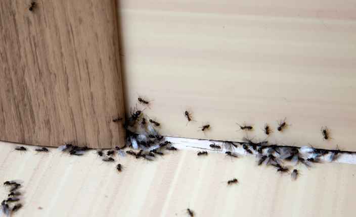 Как навсегда избавиться от муравьёв — советы