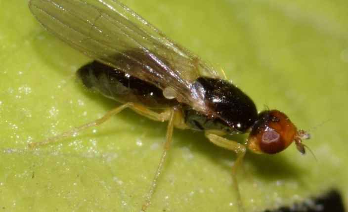 Морковная муха – как с ней бороться