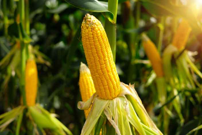 Большое путешествие кукурузы