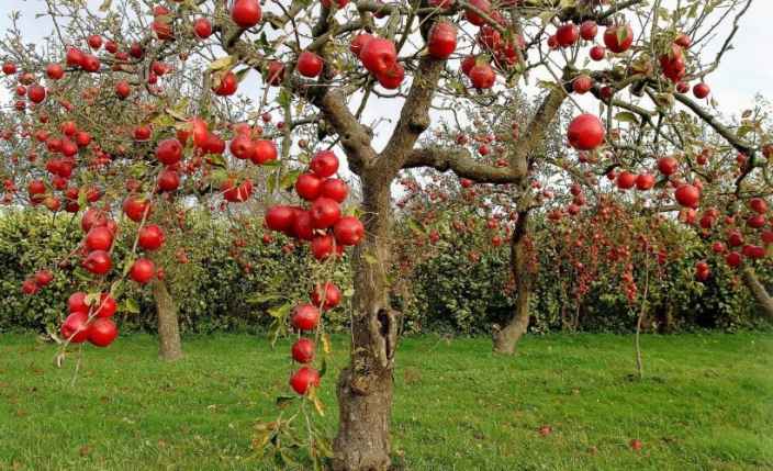 Уход за плодовыми деревьями весной