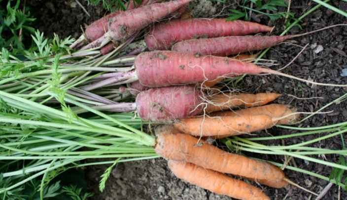Секреты длительного хранения моркови зимой