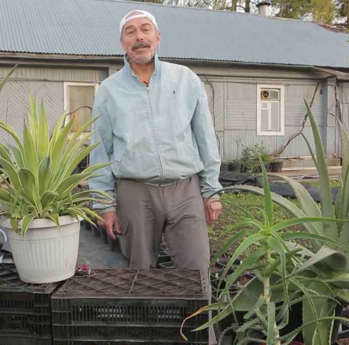 Алоэ и агава в вашем саду