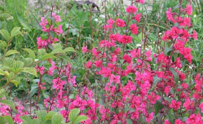 Кларкия – цветы, украшающие сад