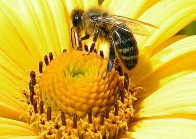 Принципы естественного пчеловодства