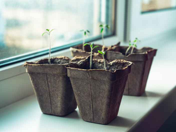 10 товаров для выращивания рассады
