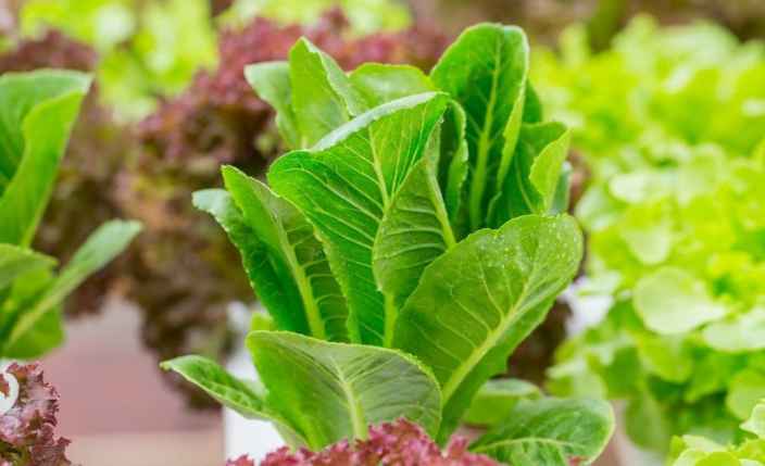 Салат – весенний овощ, виды и сорта, выращивание