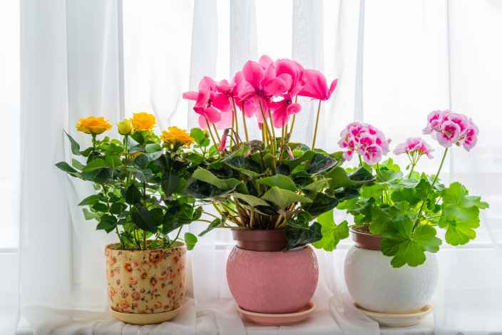 ТЕСТ: Угадайте цветущее комнатное растение!