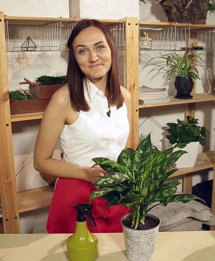 Аглаонема Мария: как правильно ухаживать и пересадить