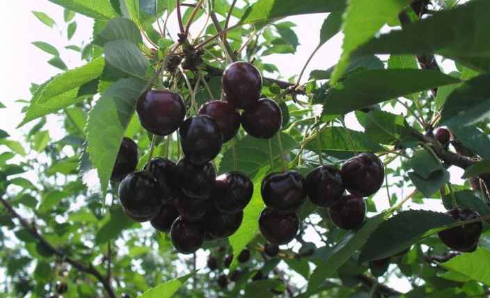 Как добиться плодоношения вишни