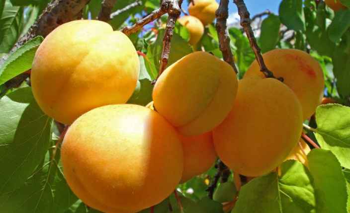 Абрикос – плодовое дерево