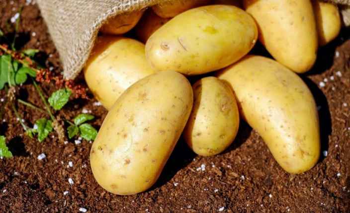 Подготовка клубней раннего картофеля