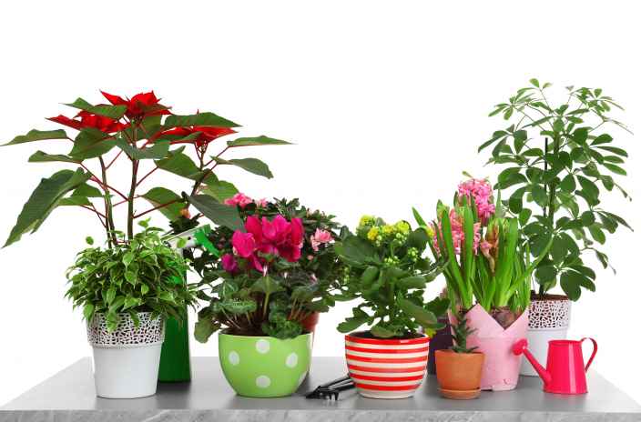 ТЕСТ: Хорошо ли вы знаете капризные комнатные растения?