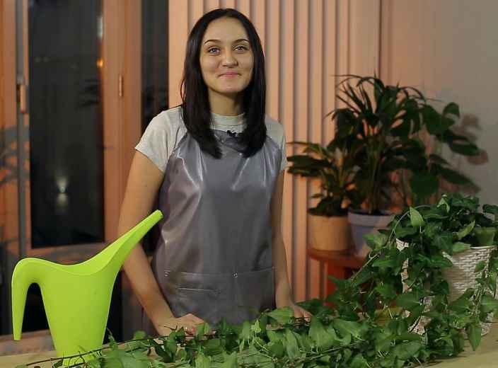 Плющ: как правильно ухаживать и пересадить