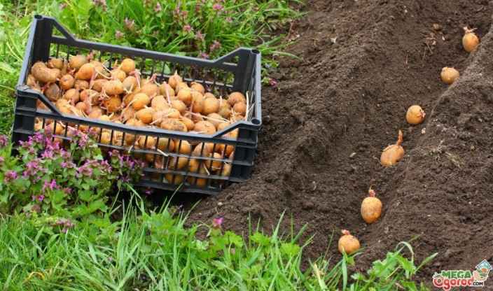 Методы выращивания картофеля