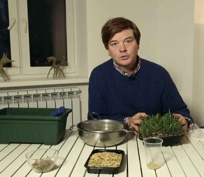 Как вырастить рожь для кошек в домашних условиях