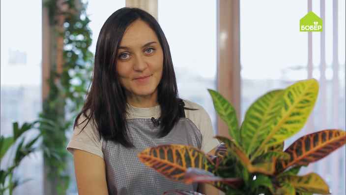 Кодиеум Петра: как правильно ухаживать и пересадить