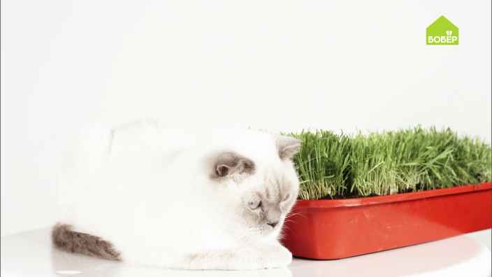 Лайфхаки для котов и котовладельцев