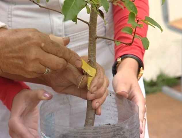 Размножение плодовых культур прививкой